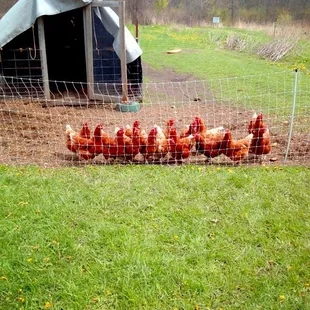 Chickens come running at you if they think you have food -- so cute!!