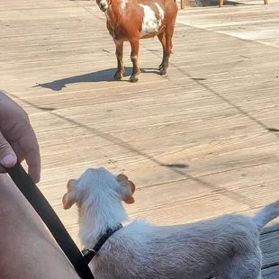 A brewery, a dog and a goat