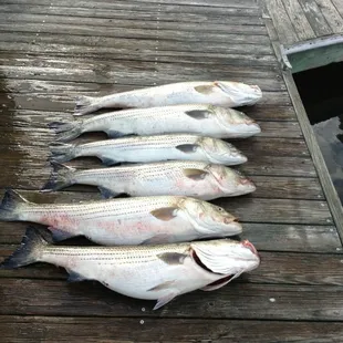 Doing what we love to do!! FISH