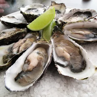 Eastern Shore Seaside Oysters available at Welton's Seafood Market