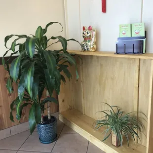 a potted plant on a shelf