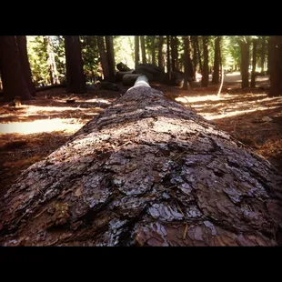 Giant fallen tree. There are many like this around :)