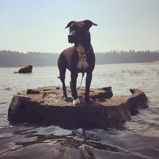 Our puppy enjoying the lake