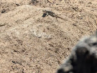 Eldorado National Forest