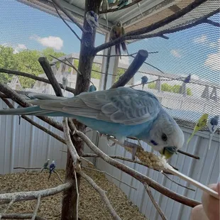 Parakeet, feeding sticks for purchase in the gift shop!