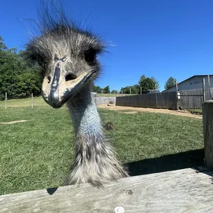 Emu!