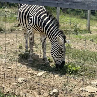 They had 2 zebras grazing!
