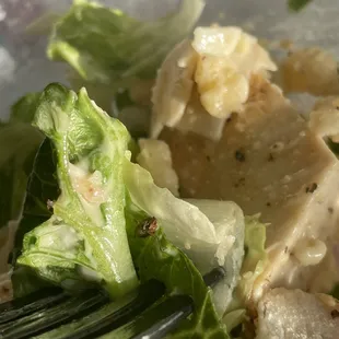 Cockroach in my salad.