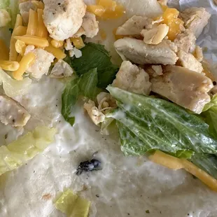 A dead fly in my burrito