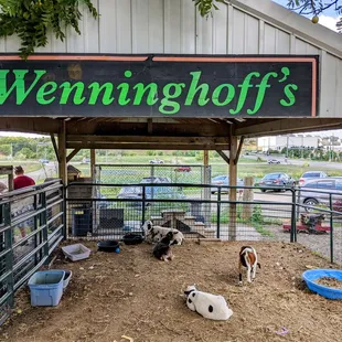 a group of dogs in a pen