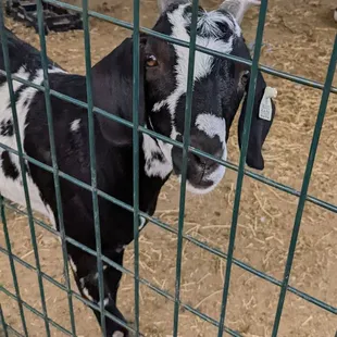 a goat in a pen