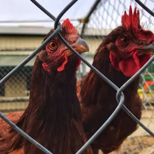 Visiting the Chickens that you can also feed