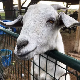 Visiting the Goats and they love treats! The treats are sold in the barn.