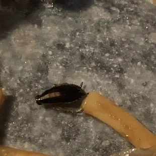 Baby roach