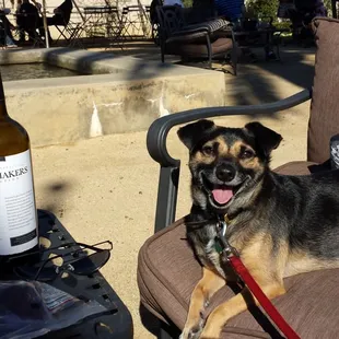 Dog friendly wine tasting.