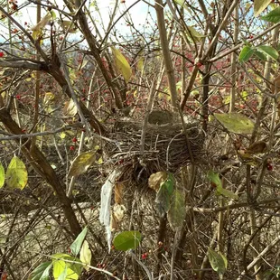 Empty nest.  11/24/2017