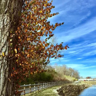 Love the color of the tree/leaves, the sky and the feeling of the view.  11/24/2017