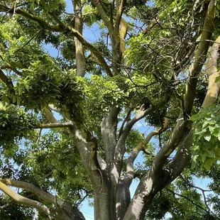 Unique trees