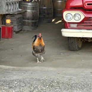 Chickens &amp; roosters on staff