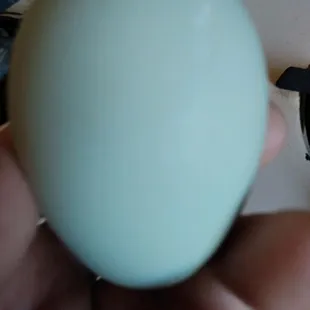 My gorgeous Easter Egger chicks from West Ajo have begun laying! Awesome chicks become awesome egg layers.