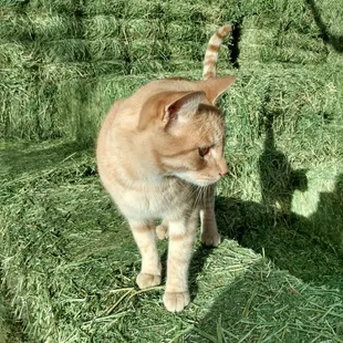 Clyde -- great greeter and even better mouser.