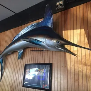 a blue marlin fish mounted on the wall