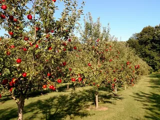 Pine Hill Orchard