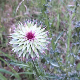 Beauty amongst the ruins