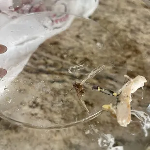 INSECT IN FOOD