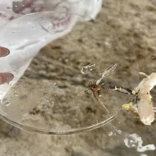 INSECT IN FOOD