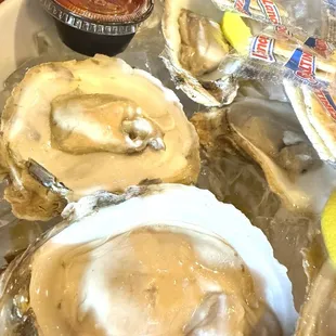 Gulf oysters