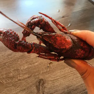 Good size crawfish