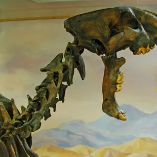 Saber-toothed tiger on loan from the Page Museum at LaBrea Tar Pits in Los Angeles