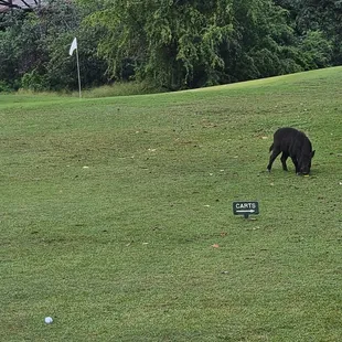 Pig by the 6th green