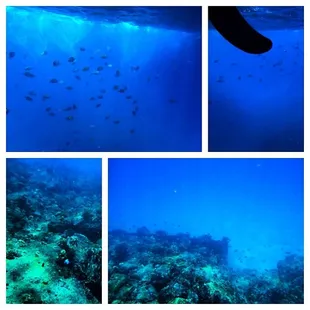 SUP &amp; Snorkel Tour!