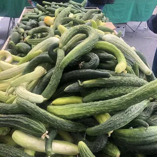 cukes ... or chinese zucchini?