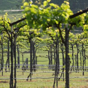 We grow our own grapes specifically engineered for the Texas climate.