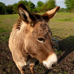 Fred the donkey will sometimes come to the fence to greet you.