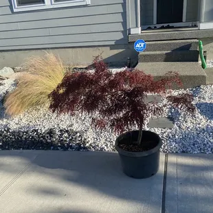 Beautiful 15yo japanese maple we bought