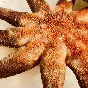 a starfish