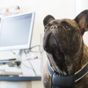 Pet Dental Care in Wichita, KS