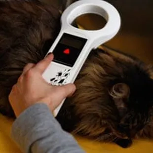 Microchipping in Wichita, KS
