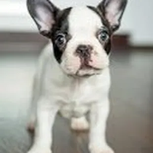 Pet Health in Wichita, KS