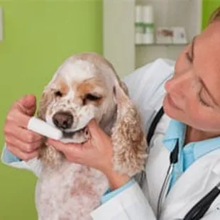 Dental Care in Wichita, KS