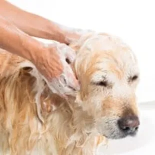 Grooming in Wichita, KS