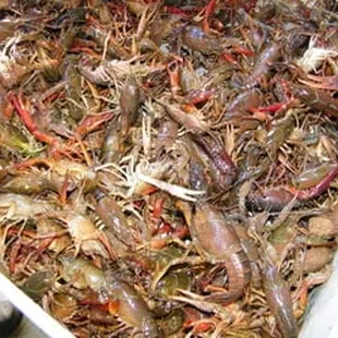 live crawfish