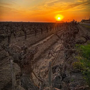 Sun sets (literally) on the venerable Sellai Family Vineyard Sangiovese in Madera,.  These rare old vines, have now fallen to "Progress".