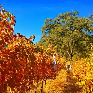 October is always a riot of color at Westbrook Wine Farm