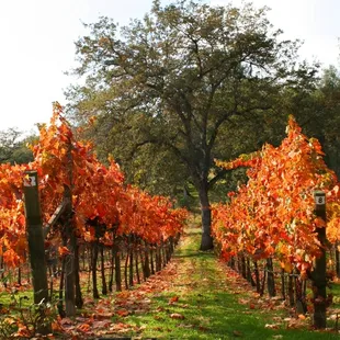 Nature's drama in our Fait Accompli Vineyard