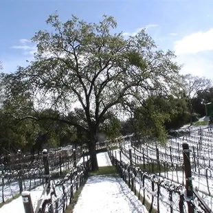 Snow in Fait Accompli Vineyard